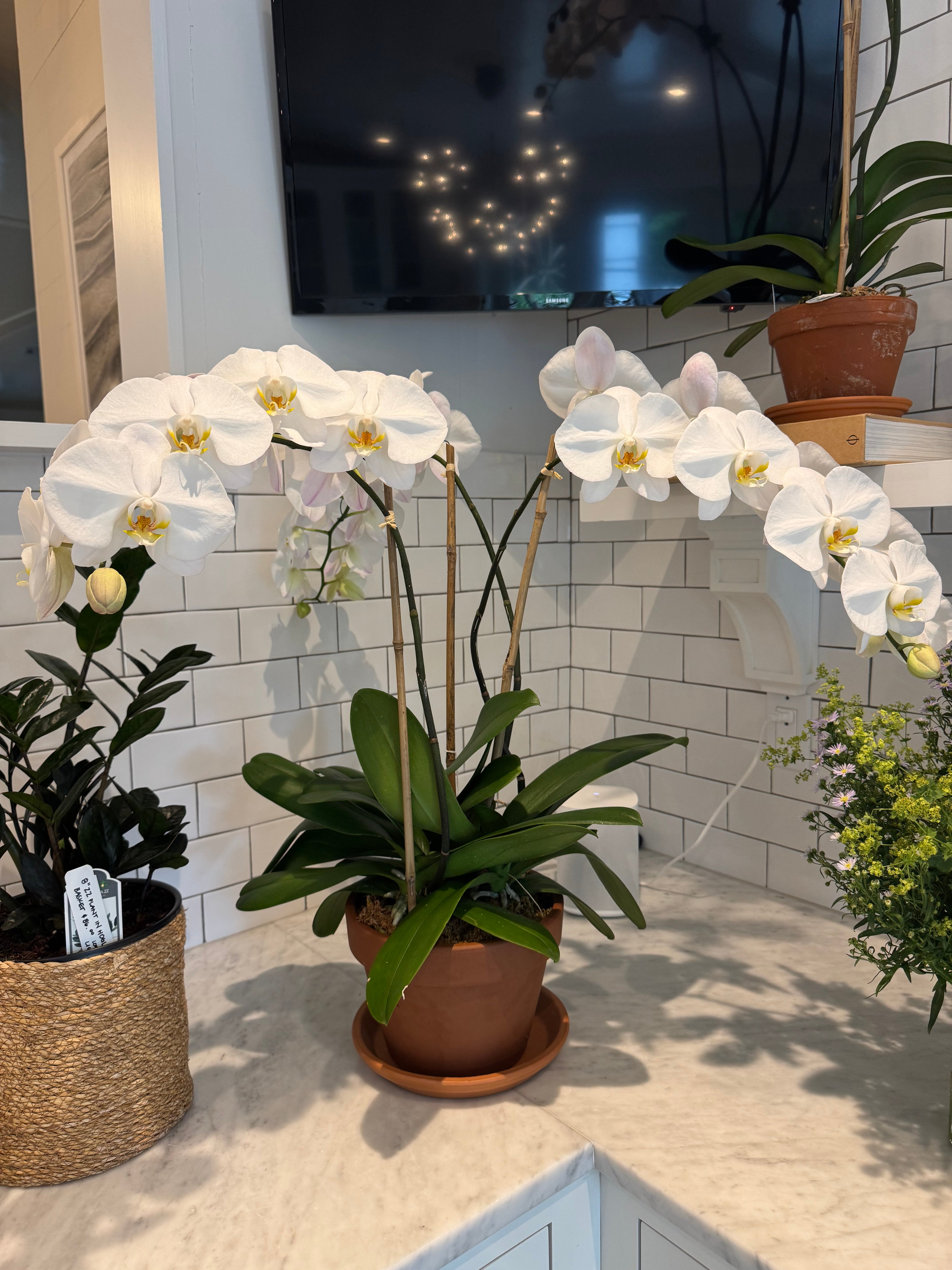 Orchid Triple in TC